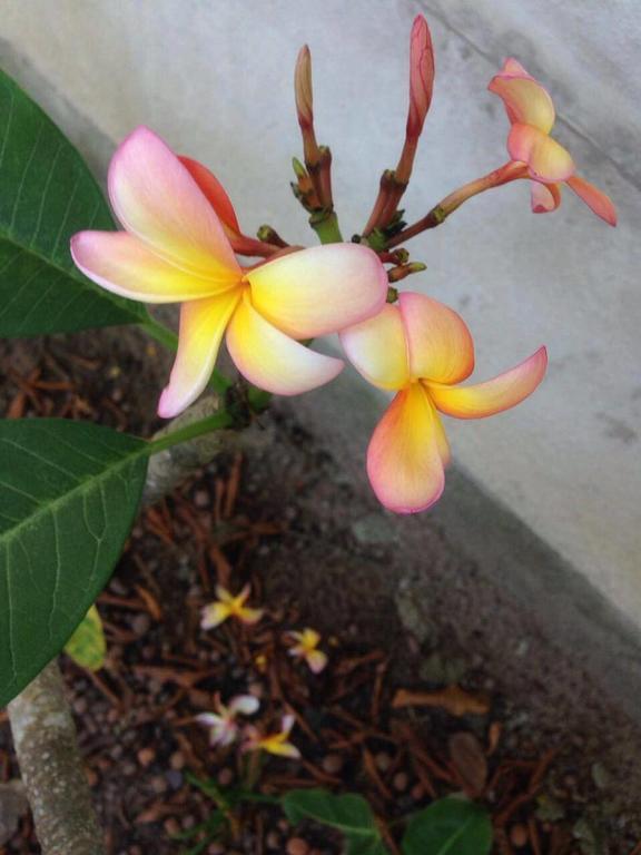 Casa 2 Mariane Trancoso Villa ภายนอก รูปภาพ